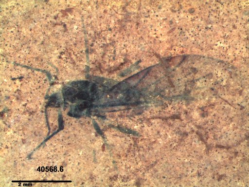 Aphididae