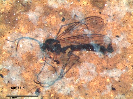 Mycetophilidae