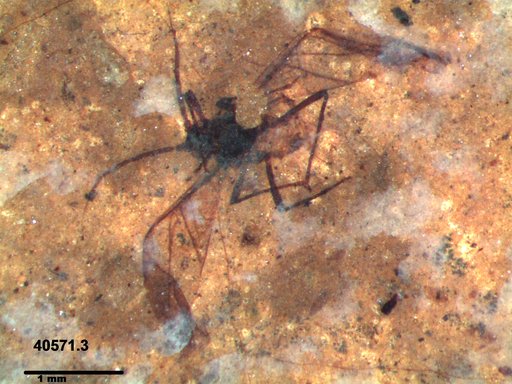 Aphididae