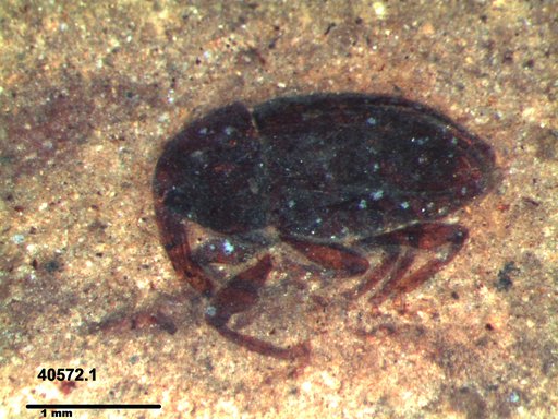 Genus sp