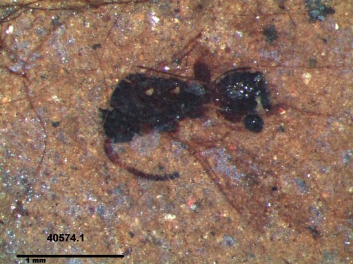 Diapriidae