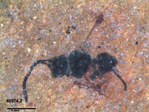 Proctotrupidae