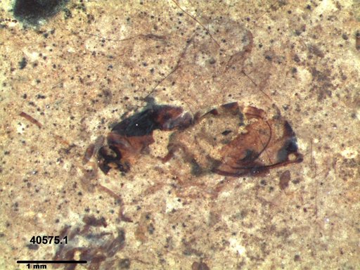 Genus sp