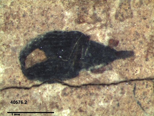 Genus sp