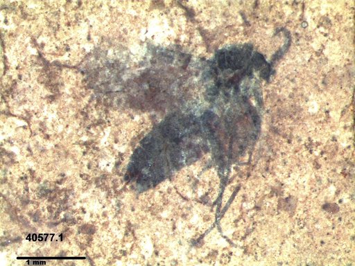 Diptera