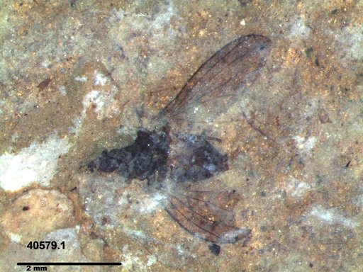 Diptera