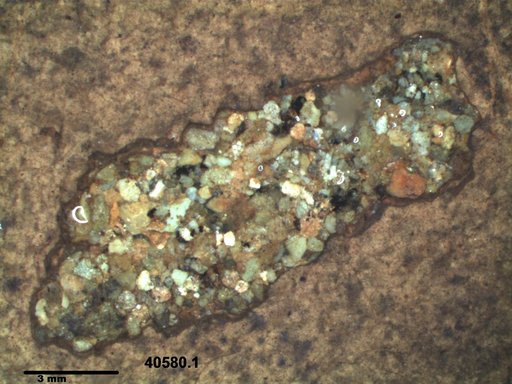Genus sp