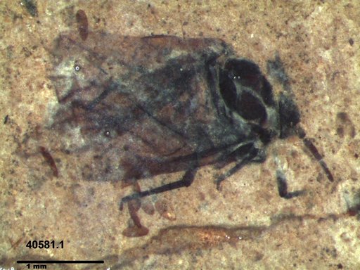 Aphididae