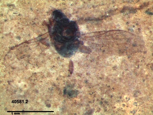 Diptera