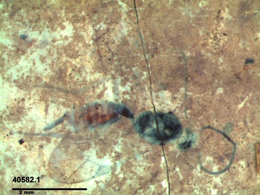 Ichneumonidae