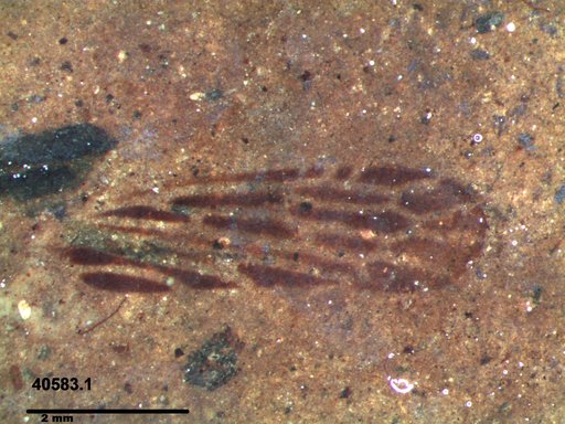 Genus sp