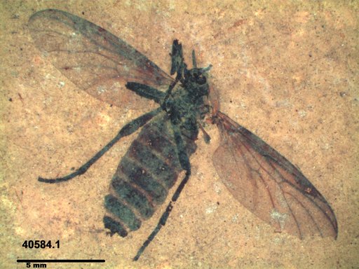 Genus sp