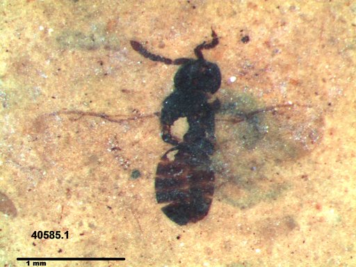 Genus sp