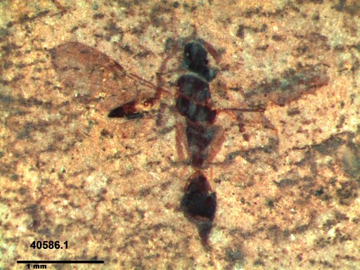 Diapriidae