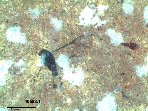 Braconidae