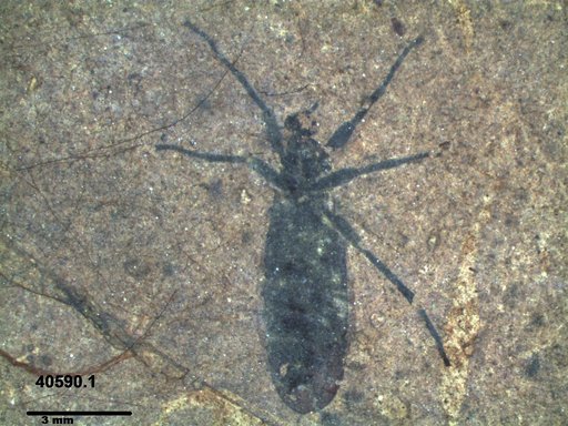 Genus sp