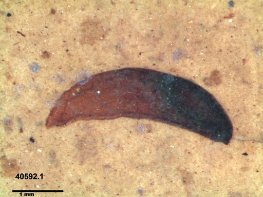 Tracheophyta