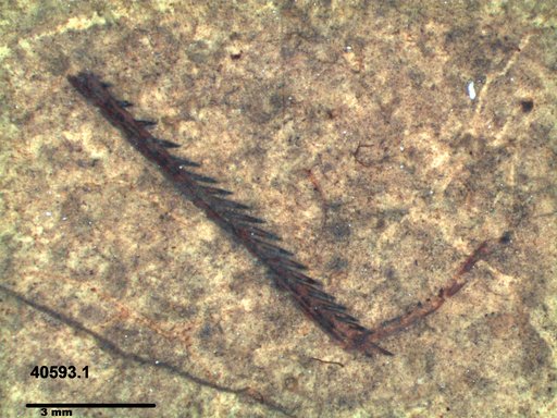 Genus sp