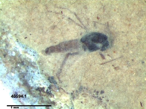 Diptera