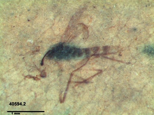 Chaoboridae