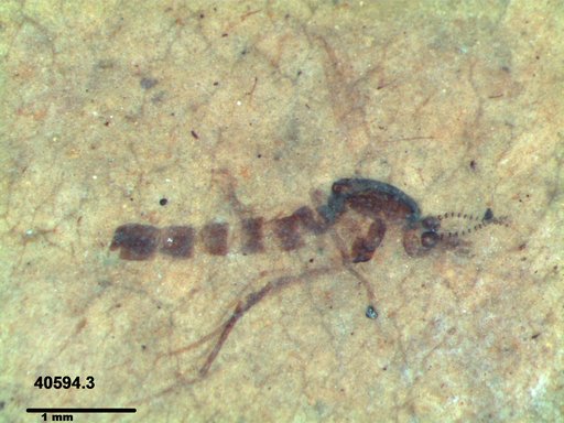 Chaoboridae