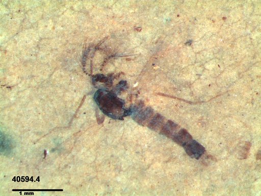 Chaoboridae
