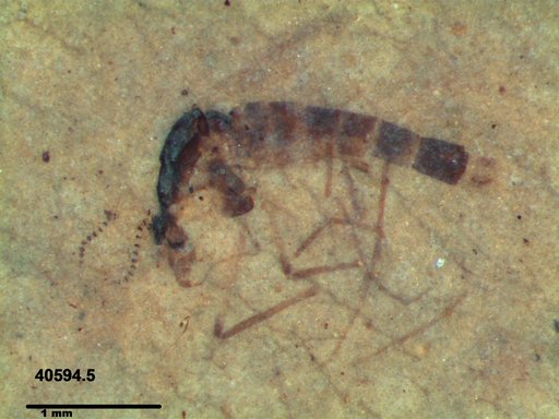 Chaoboridae