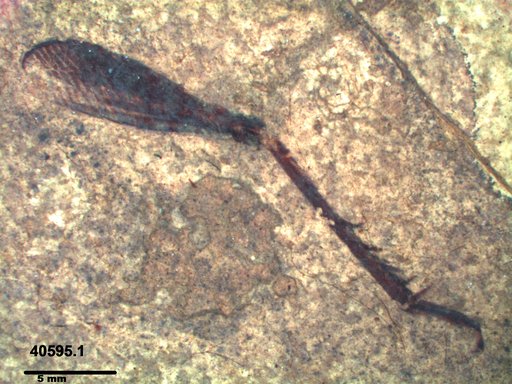 Genus sp