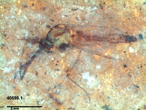 Genus sp
