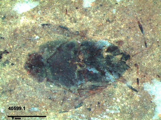 Genus sp