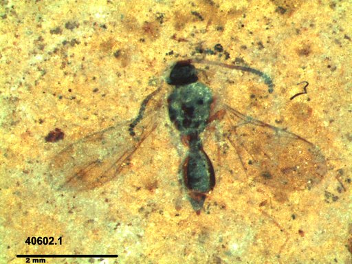 Diapriidae