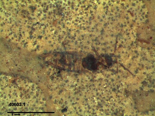 Aphididae