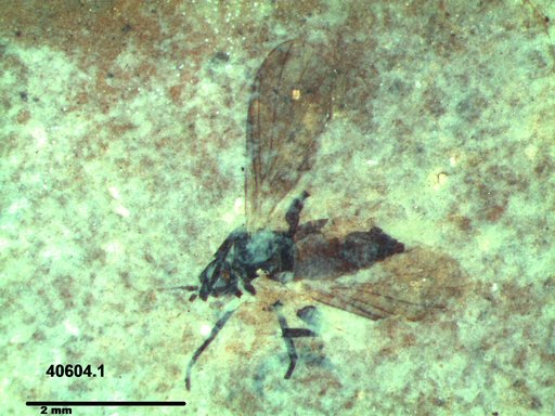 Diptera