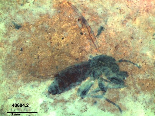 Genus sp