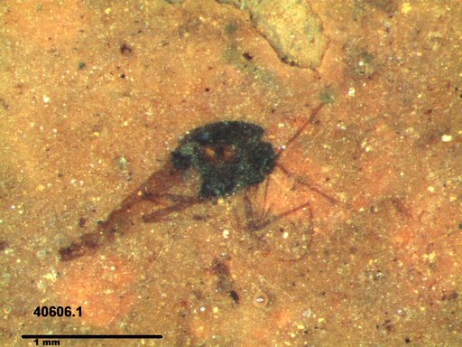 Diptera