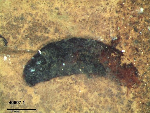 Tracheophyta