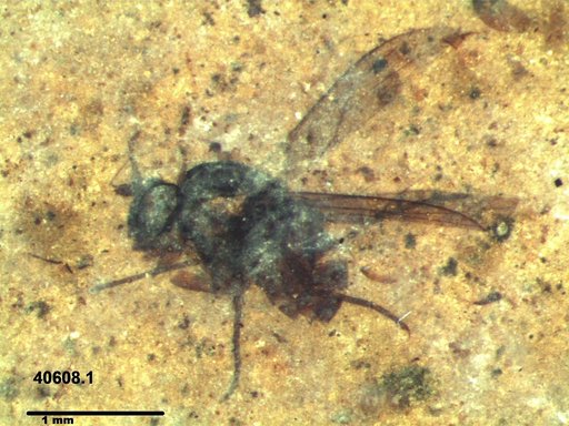 Diptera
