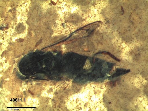 Genus sp