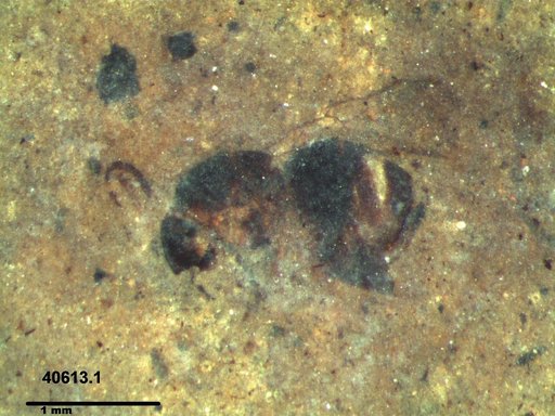 Genus sp