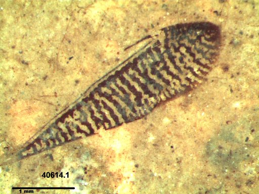 Genus sp