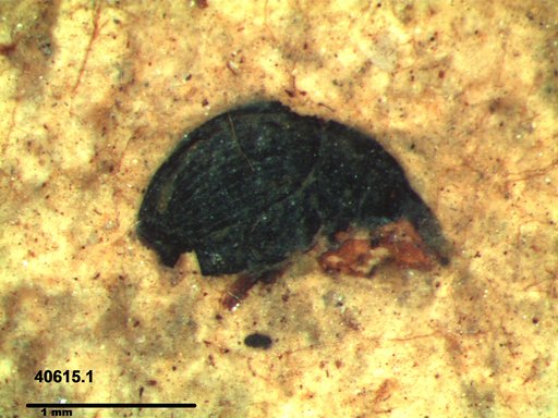 Genus sp