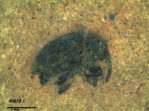 Genus sp
