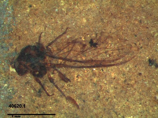 Aphididae
