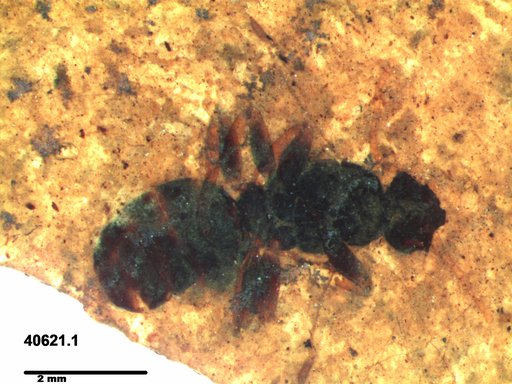 Formicidae