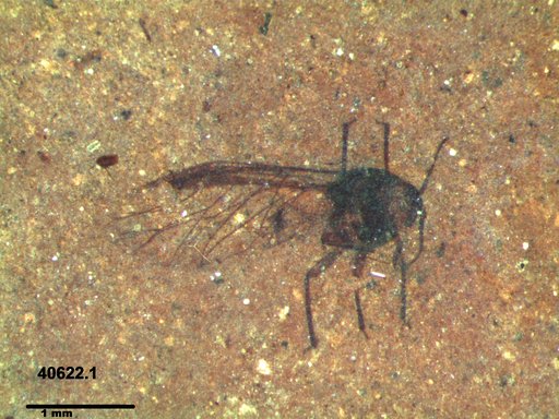 Aphididae