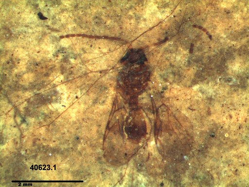 Diapriidae