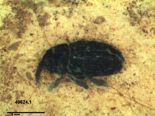 Genus sp