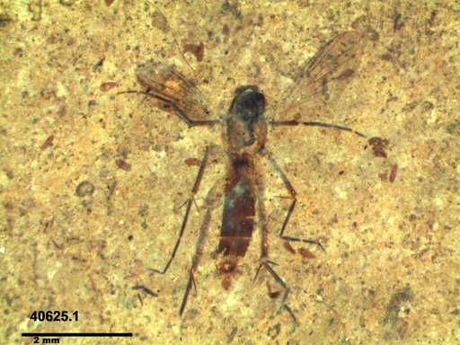 Mycetophilidae