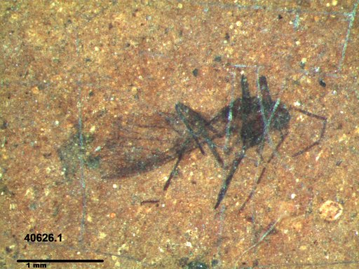 Aphididae