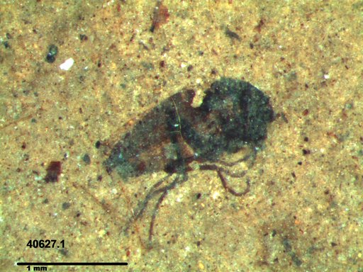Diptera